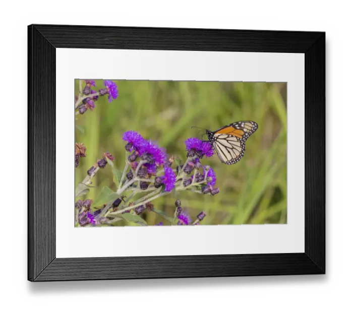 Framed Print : Monarch on Missouri Ironweed