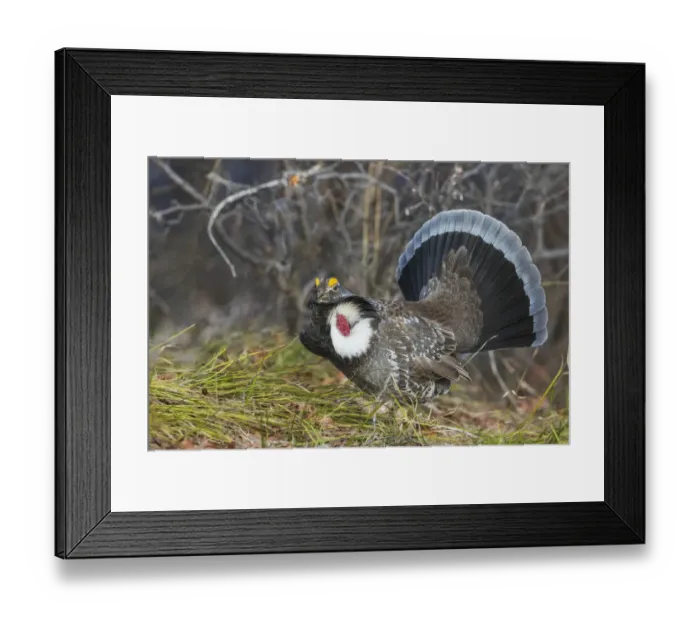 Framed Print : Dusky grouse, courtship display Framed Print : Dusky grouse, courtship display