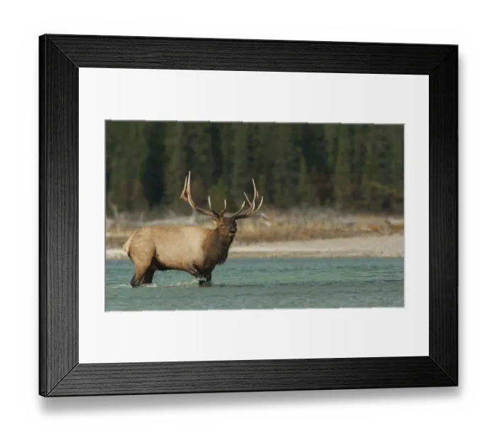 Framed Print : Bull elk bugling Framed Print : Bull elk bugling