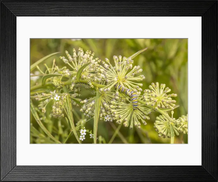 Framed Print : Monarch caterpillar on Green Milkweed