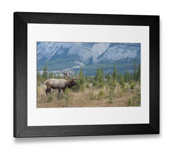 Framed Print : Bull elk in the Rockies Framed Print : Bull elk in the Rockies