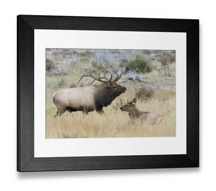 Framed Print : Bull elk patrolling Framed Print : Bull elk patrolling