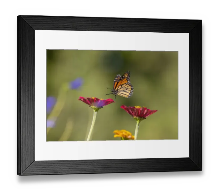 Framed Print : Monarch flying