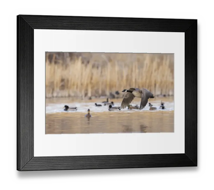 Framed Print : Canada goose taking flight Framed Print : Canada goose taking flight