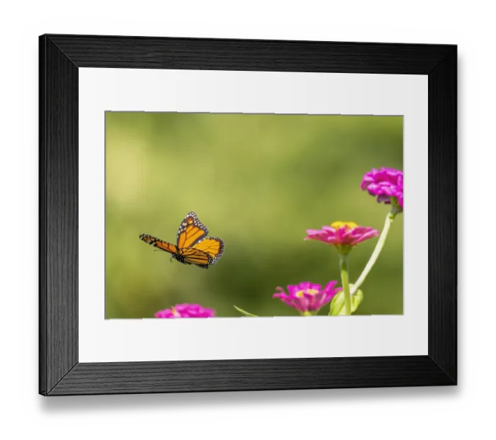 Framed Print : Monarch flying