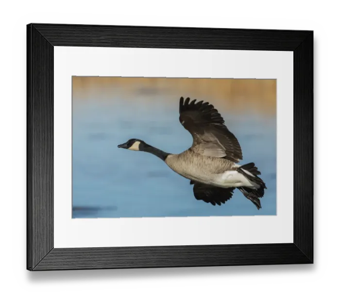 Framed Print : Greater Canada goose Framed Print : Greater Canada goose