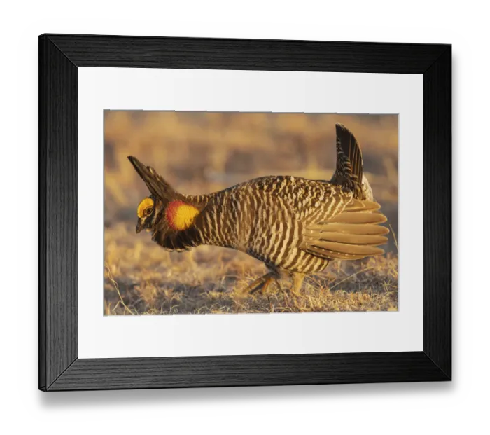 Framed Print : Greater prairie chickens, courtship display Framed Print : Greater prairie chickens, courtship display