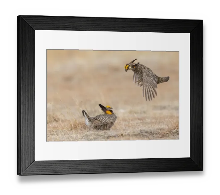 Framed Print : Greater prairie chickens, dominance dispute