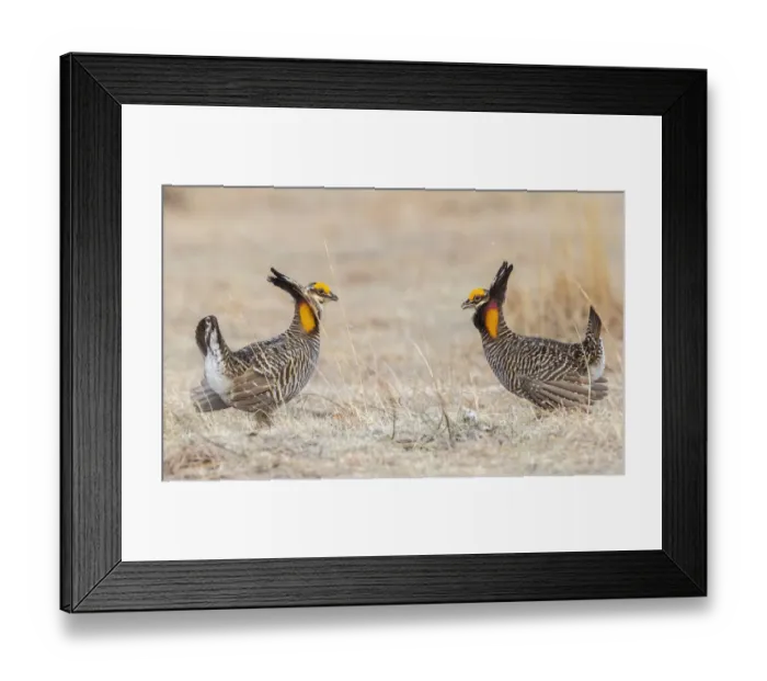 Framed Print : Greater prairie chickens, competing males