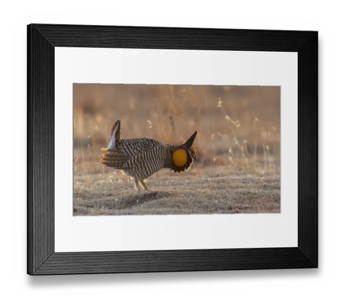 Framed Print : Greater prairie chickens, courtship display Framed Print : Greater prairie chickens, courtship display