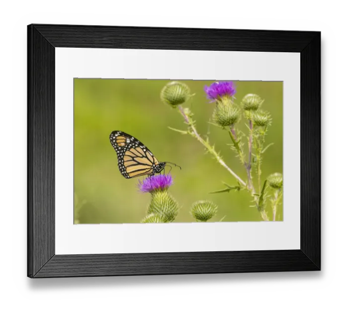 Framed Print : Monarch on Bull thistle Framed Print : Monarch on Bull thistle
