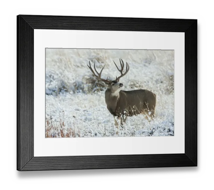Framed Print : Mule Deer Buck Framed Print : Mule Deer Buck