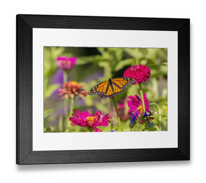 Framed Print : Monarch on zinnia