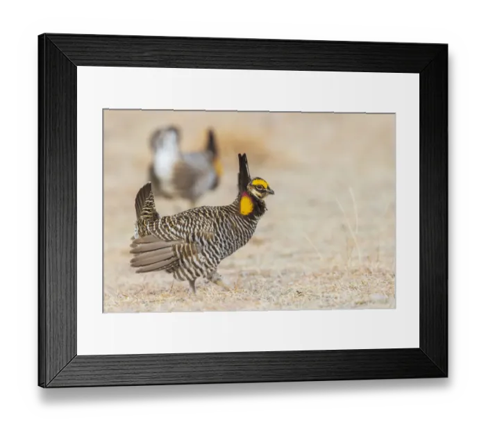 Framed Print : Greater prairie chickens, competing males Framed Print : Greater prairie chickens, competing males
