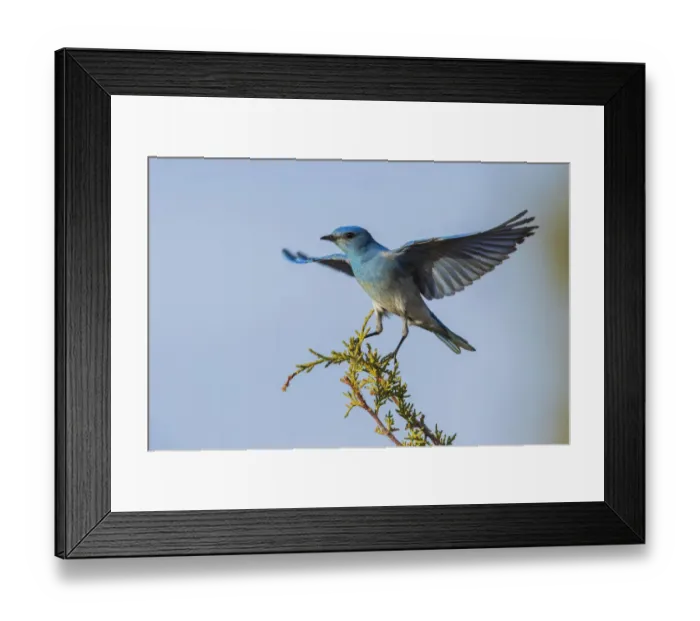 Framed Print : Mountain bluebird alighting Framed Print : Mountain bluebird alighting