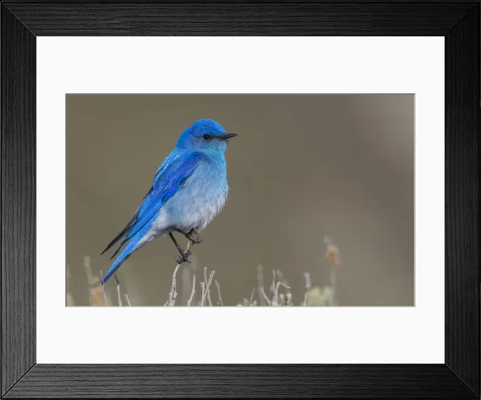 Framed Print : Male mountain bluebird