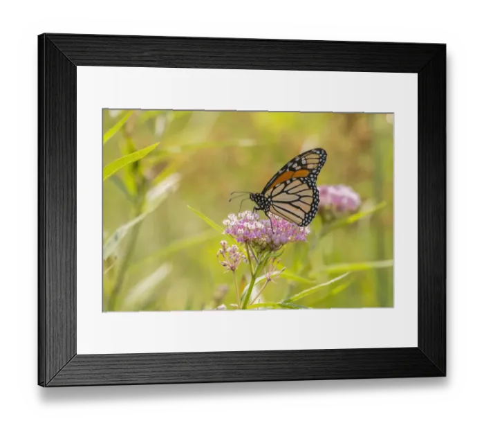 Framed Print : Monarch on swamp milkweed Framed Print : Monarch on swamp milkweed