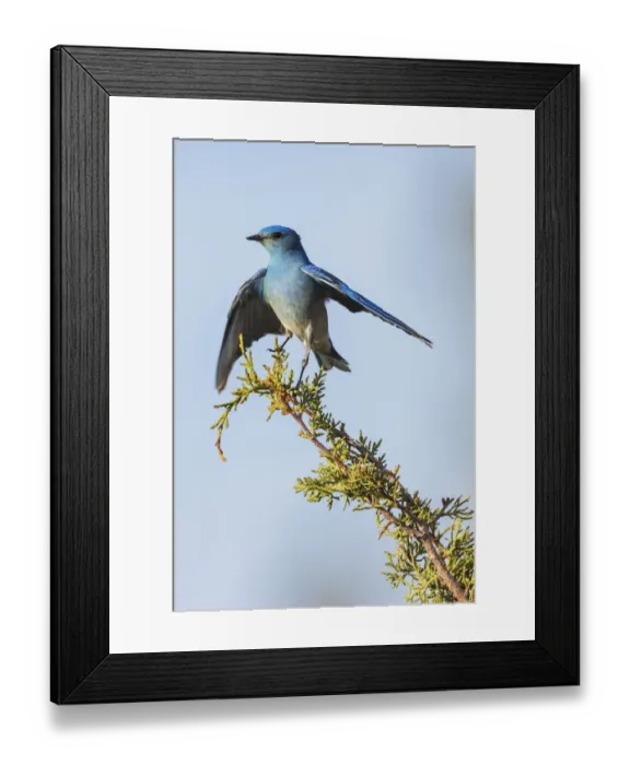 Framed Print : Mountain bluebird