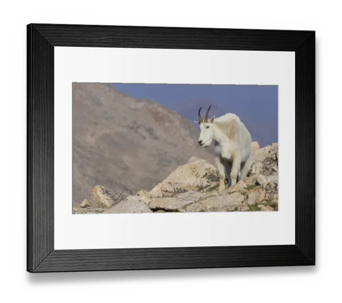Framed Print : Mountain goat billy Framed Print : Mountain goat billy