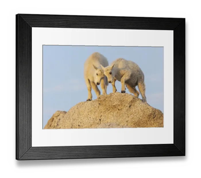 Framed Print : Mountain goat kids playing Framed Print : Mountain goat kids playing