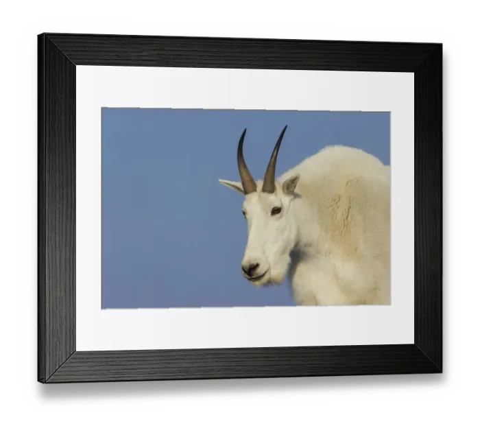 Framed Print : Mountain goat billy Framed Print : Mountain goat billy