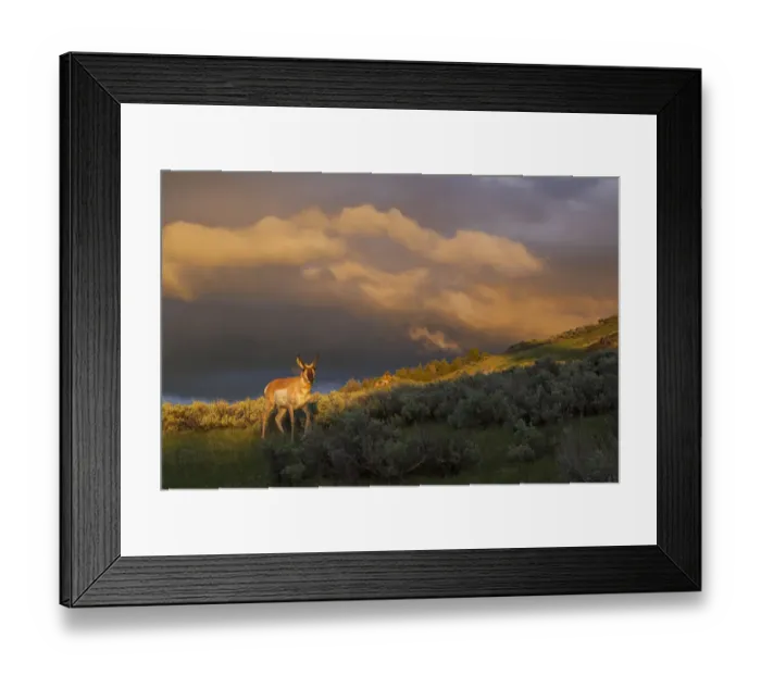 Framed Print : Pronghorn, clearing thunderstorm Framed Print : Pronghorn, clearing thunderstorm