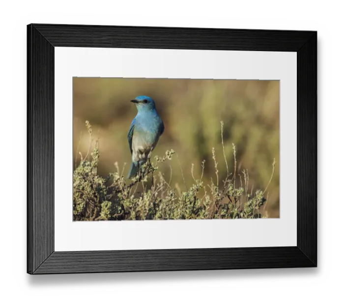 Framed Print : Male mountain bluebird Framed Print : Male mountain bluebird