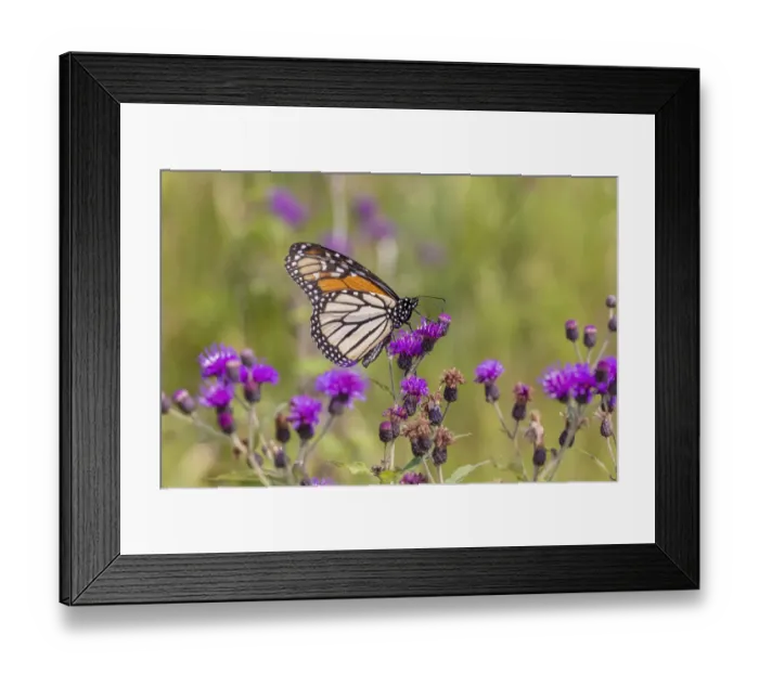Framed Print : Monarch on Missouri Ironweed
