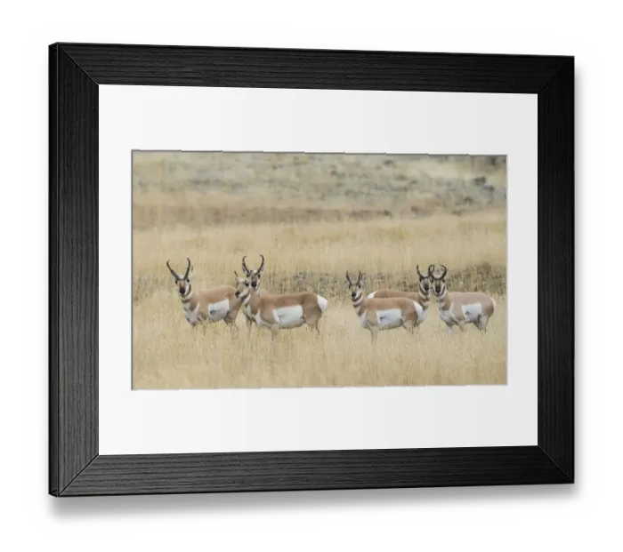 Framed Print : Pronghorns Framed Print : Pronghorns