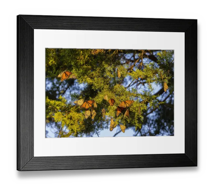 Framed Print : Monarchs gathering to roost in Cedar tree during migration south Framed Print : Monarchs gathering to roost in Cedar tree during migration south