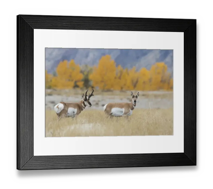 Framed Print : Pronghorn pair Framed Print : Pronghorn pair