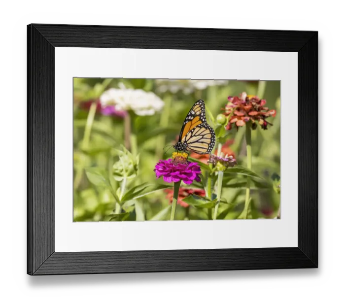 Framed Print : Monarch on zinnia Framed Print : Monarch on zinnia