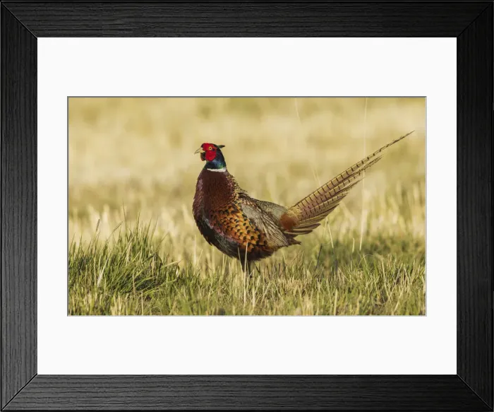 Framed Print : Ring-necked pheasant Framed Print : Ring-necked pheasant