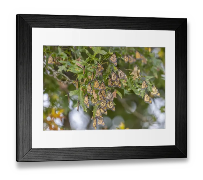 Framed Print : Monarchs gathering to roost in tree during migration south Framed Print : Monarchs gathering to roost in tree during migration south