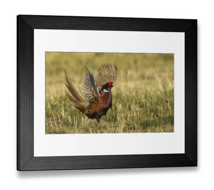 Framed Print : Ring-necked pheasant, courtship display Framed Print : Ring-necked pheasant, courtship display