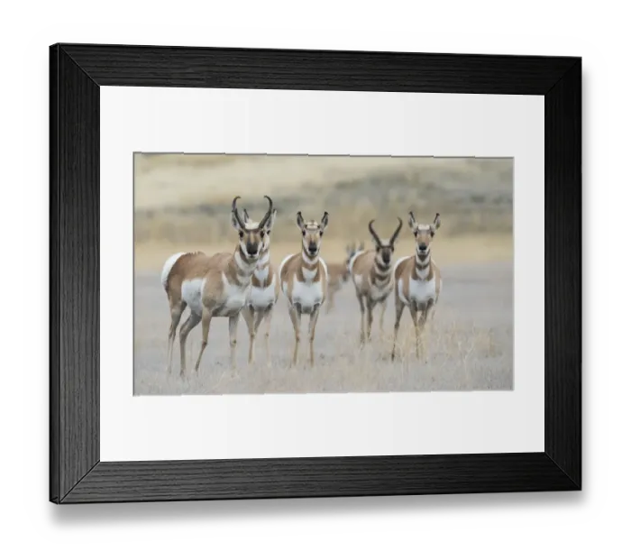 Framed Print : Pronghorns