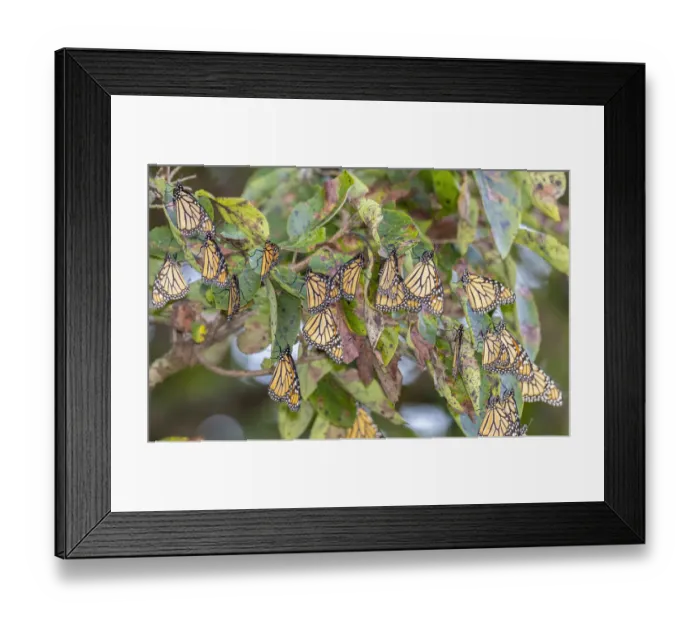 Framed Print : Monarchs gathering to roost in tree during migration south Framed Print : Monarchs gathering to roost in tree during migration south