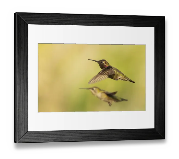 Framed Print : Annas hummingbird pair Framed Print : Annas hummingbird pair