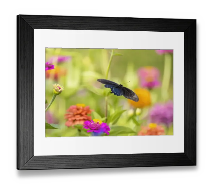 Framed Print : Pipevine swallowtail male flying over zinnia Framed Print : Pipevine swallowtail male flying over zinnia