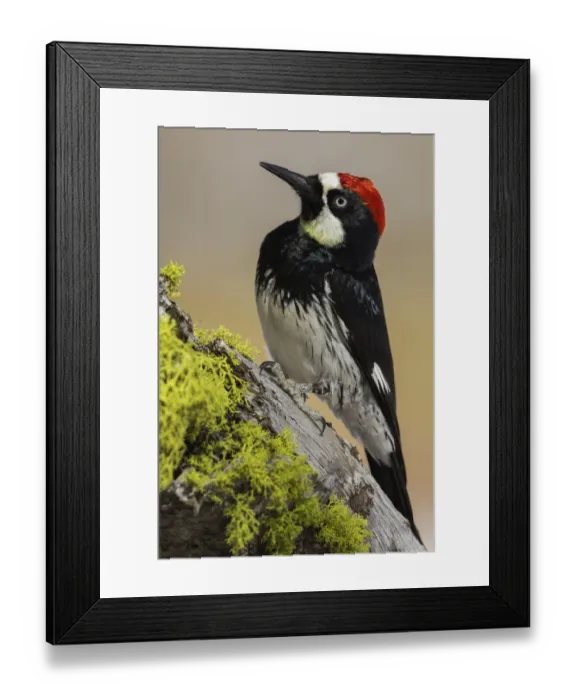 Framed Print : Acorn woodpecker Framed Print : Acorn woodpecker