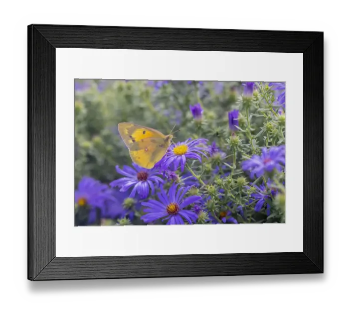 Framed Print : Orange Sulphur on Frikarts Aster