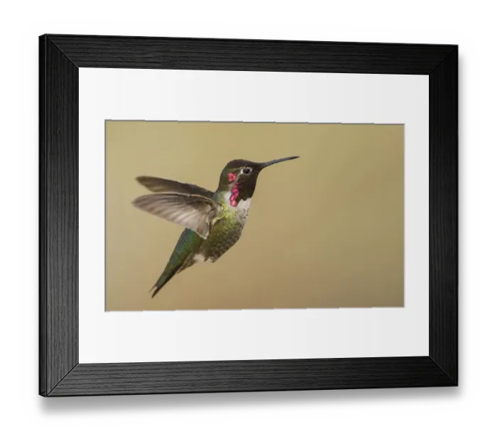 Framed Print : Male annas hummingbird Framed Print : Male annas hummingbird
