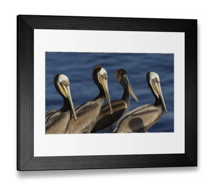 Framed Print : Brown pelican Framed Print : Brown pelican