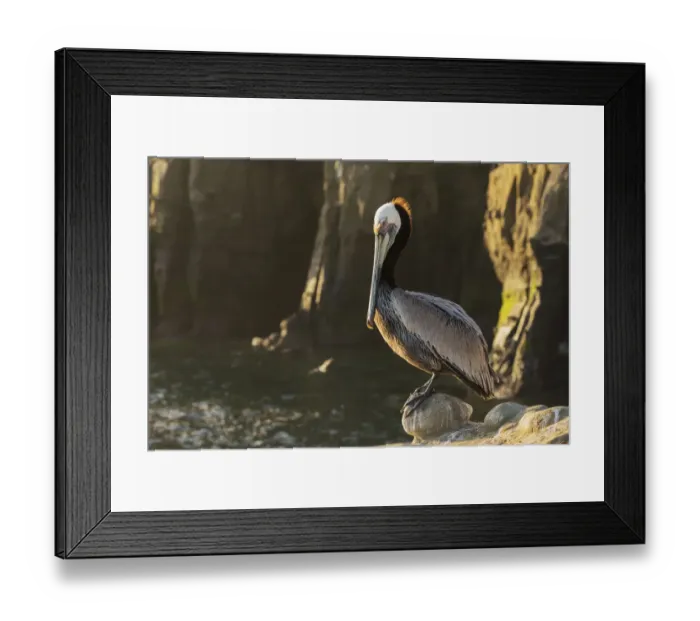 Framed Print : Brown pelican at first light Framed Print : Brown pelican at first light