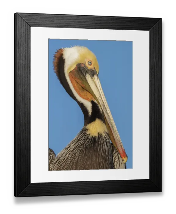 Framed Print : Brown pelican Framed Print : Brown pelican