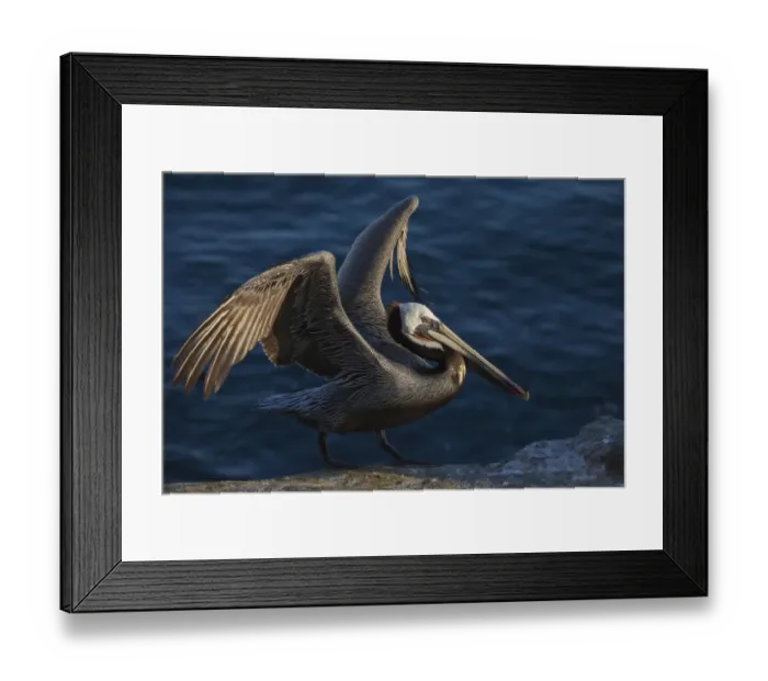 Framed Print : Brown pelican Framed Print : Brown pelican