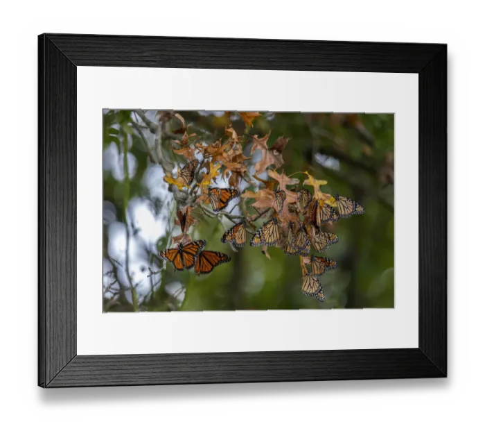 Framed Print : Monarchs gathering to roost in tree during migration south