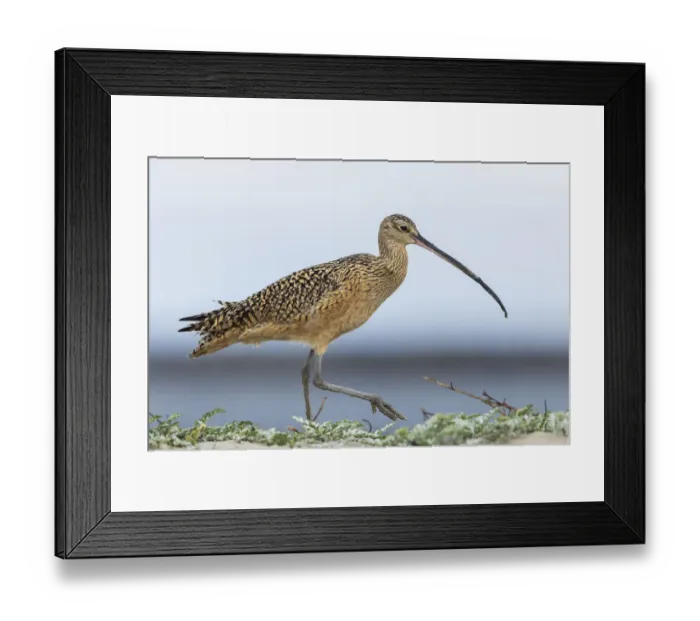 Framed Print : Long-billed curlews at the beach