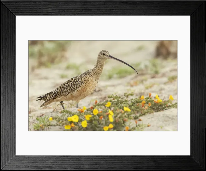 Framed Print : Long-billed curlew at the beach