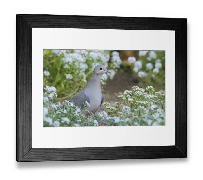 Framed Print : Mourning dove Framed Print : Mourning dove